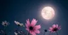 Ảnh hồ sơ của Moon_Lover_Templates