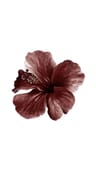 Profile picture of Planora