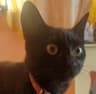 Imagen de perfil de Cesar A. Coyotecatl