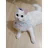 Profile picture of Teno Siswono